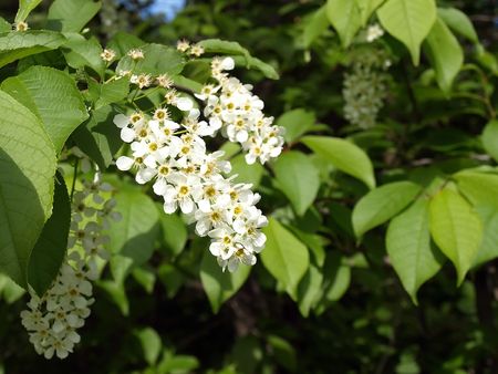 Flowering bird cherryの写真素材