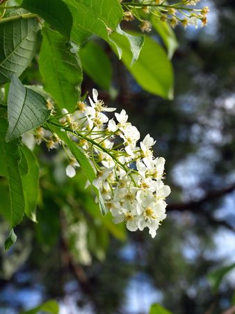 Flowering bird cherryの写真素材