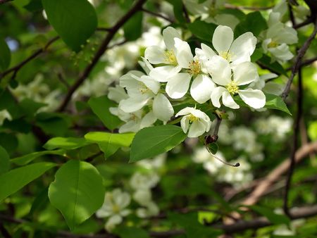 Blossom peartreeの写真素材