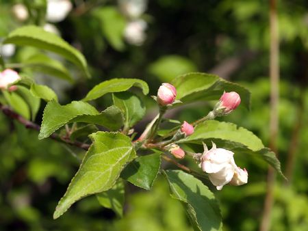 Beginning blossom peartreeの写真素材