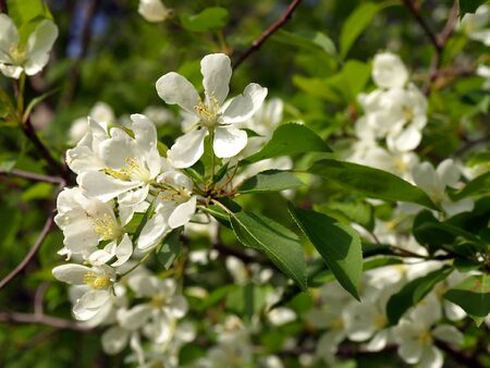 Blossom peartreeの写真素材