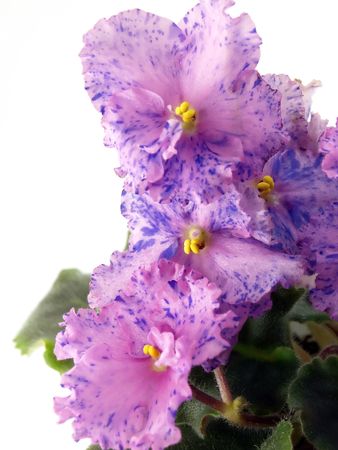 Blossom indoor flowersの写真素材