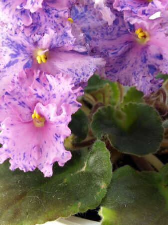 Blossom indoor flowersの写真素材