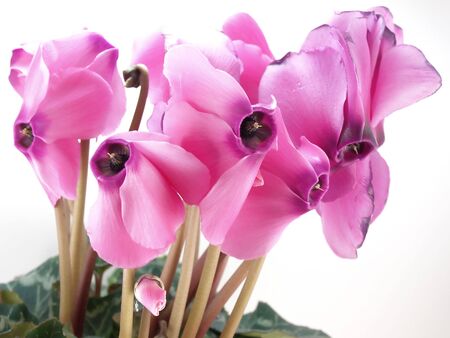 Blossom Cyclamen persicumの写真素材
