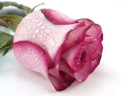 Pink rose with droplets of waterの写真素材