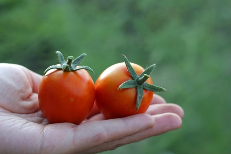 Tomatoes on the palm. Shallow DOF.の写真素材