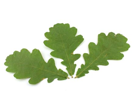 Green leaves of oak.の写真素材