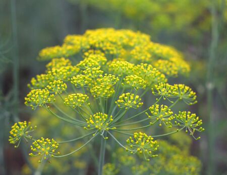 Fennel in garden. Shallow DOF.