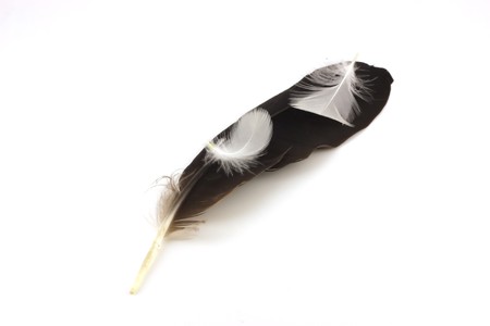 Feathers of pigeonの写真素材