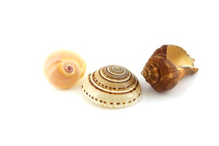 Sea shells