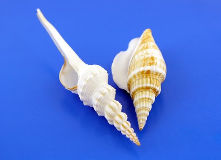 Two sea shells on the blue background. Shallow DOF.