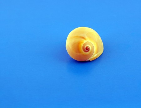 Sea shell over light blueの写真素材