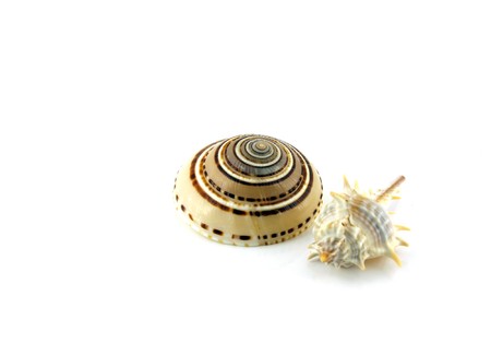 Sea shells