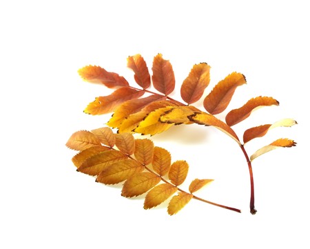 Twigs with color autumn leavesの写真素材