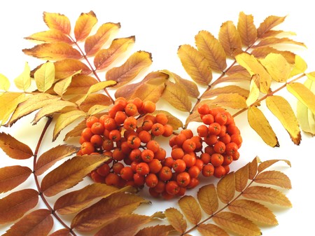 Ripe rowan berry with color leafs in autumnの写真素材