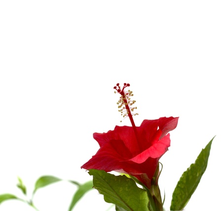 Single flower (Hibiscus) over white. Shallow DOF.の写真素材