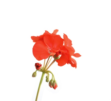 Blossom red geranium over white. Shallow DOF.の写真素材