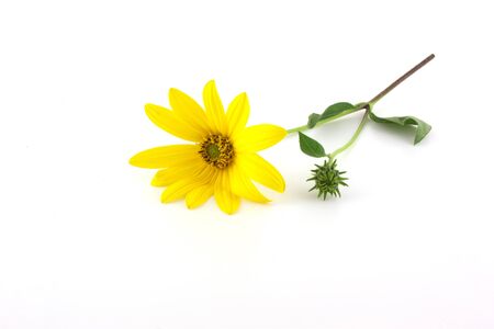 Yellow flower over whiteの写真素材