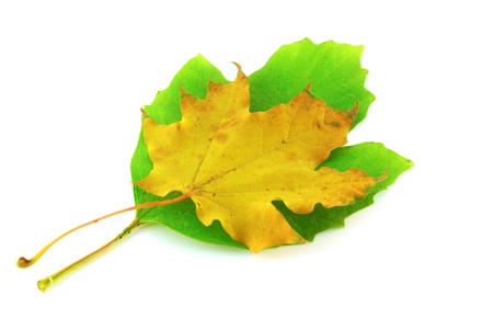 Autumn yellow leaf of maple on green leaf