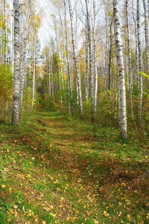Footpath in autumn birch groveの写真素材