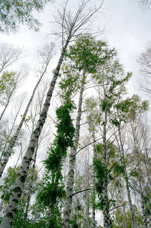 Birches on the overcast skyの写真素材