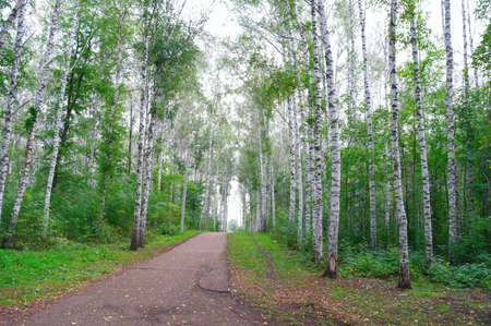 Path in autumn birch groveの写真素材