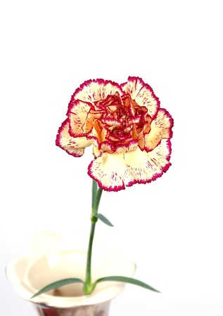 Pink&Yellow carnation in vase over whiteの写真素材