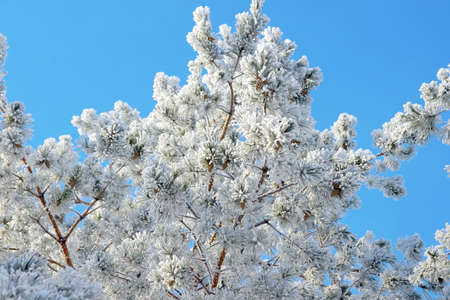 Twigs of pine snow covered