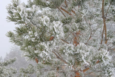 Twig of pine hoar-frost covered, shallow DOF
