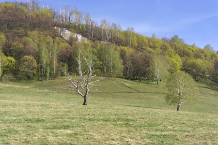 Beautiful landscape with birches on the fieldの写真素材