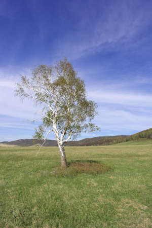 Beautiful landscape with lonely birch on the fieldの写真素材