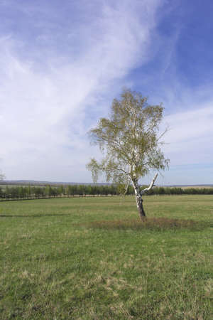 Beautiful landscape with lonely birch on the fieldの写真素材
