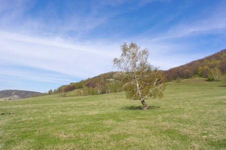 Beautiful landscape with lonely birch on the fieldの写真素材