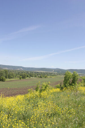Beautiful summer landscape, forest on the hillの写真素材
