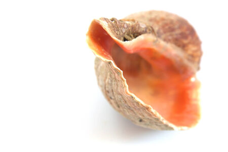 Sea shell macro view textureの写真素材