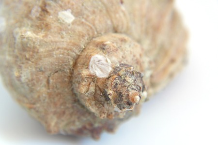 Sea shell macro view texture