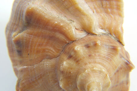Sea shell macro view texture, shallow DOF