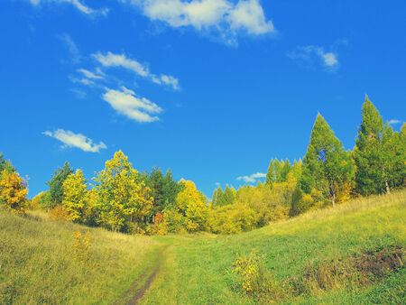 Autumn landscape with trees in forestの写真素材