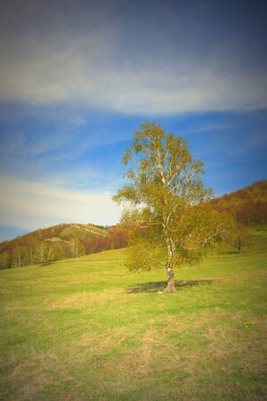 Beautiful landscape with birch on the fieldの写真素材