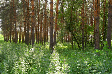 Summer landscape, forest with pinesの写真素材