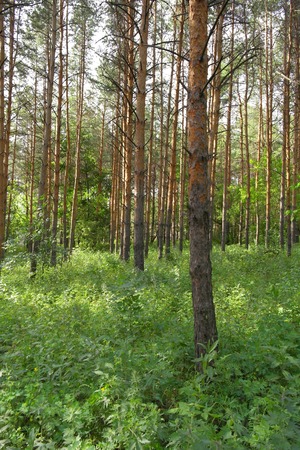 Summer landscape, forest with pinesの写真素材