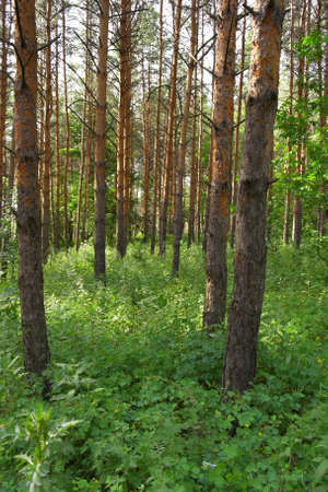 Summer landscape, forest with pinesの写真素材