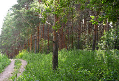 Summer landscape, forest with pinesの写真素材