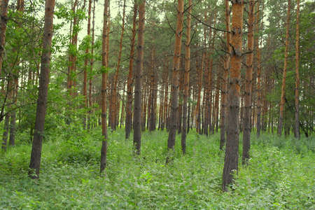 Summer landscape, forest with pines