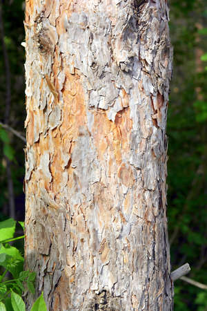 Pine bark textureの写真素材