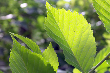 Green leaves, shallow DOFの写真素材