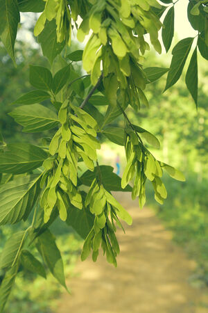 Green leaves over blur background, shallow DOFの写真素材