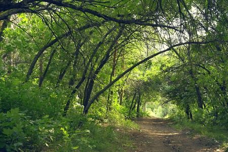 Way in summer forestの写真素材