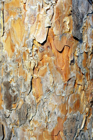 Pine bark textureの写真素材