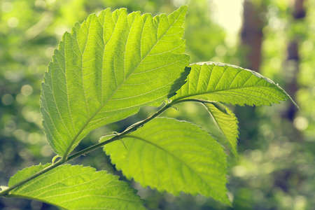 Green leaves, shallow DOFの写真素材